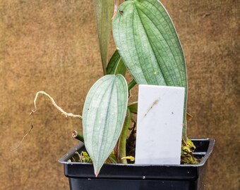 Florida Ghost Philodendron Etsy