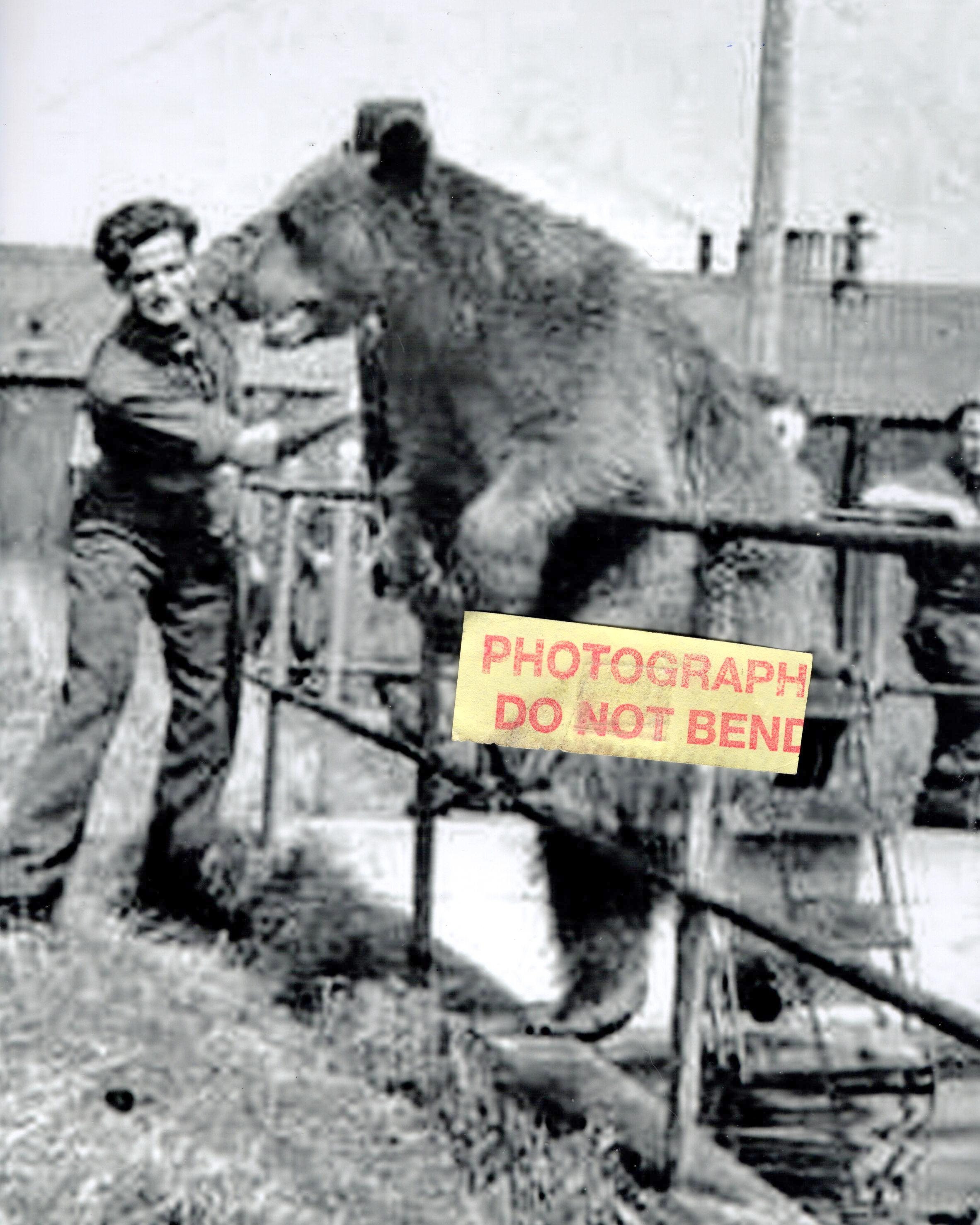 8x10 Photo Wojtek The Polish Ww2 Bear Circa 1944 Etsy