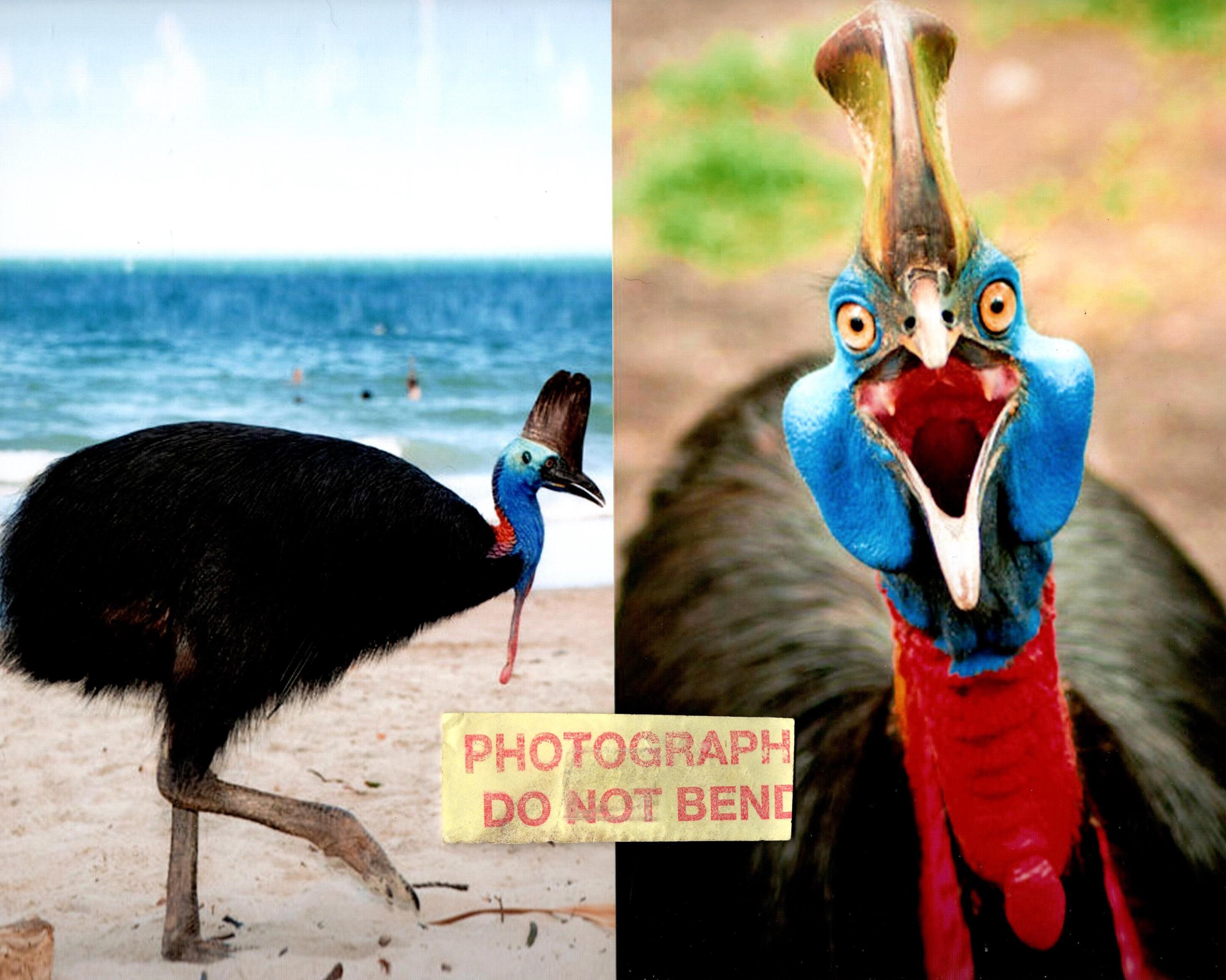8x10 Photo Cassowary Can Grow To 5 5 Tall Weigh More Etsy
