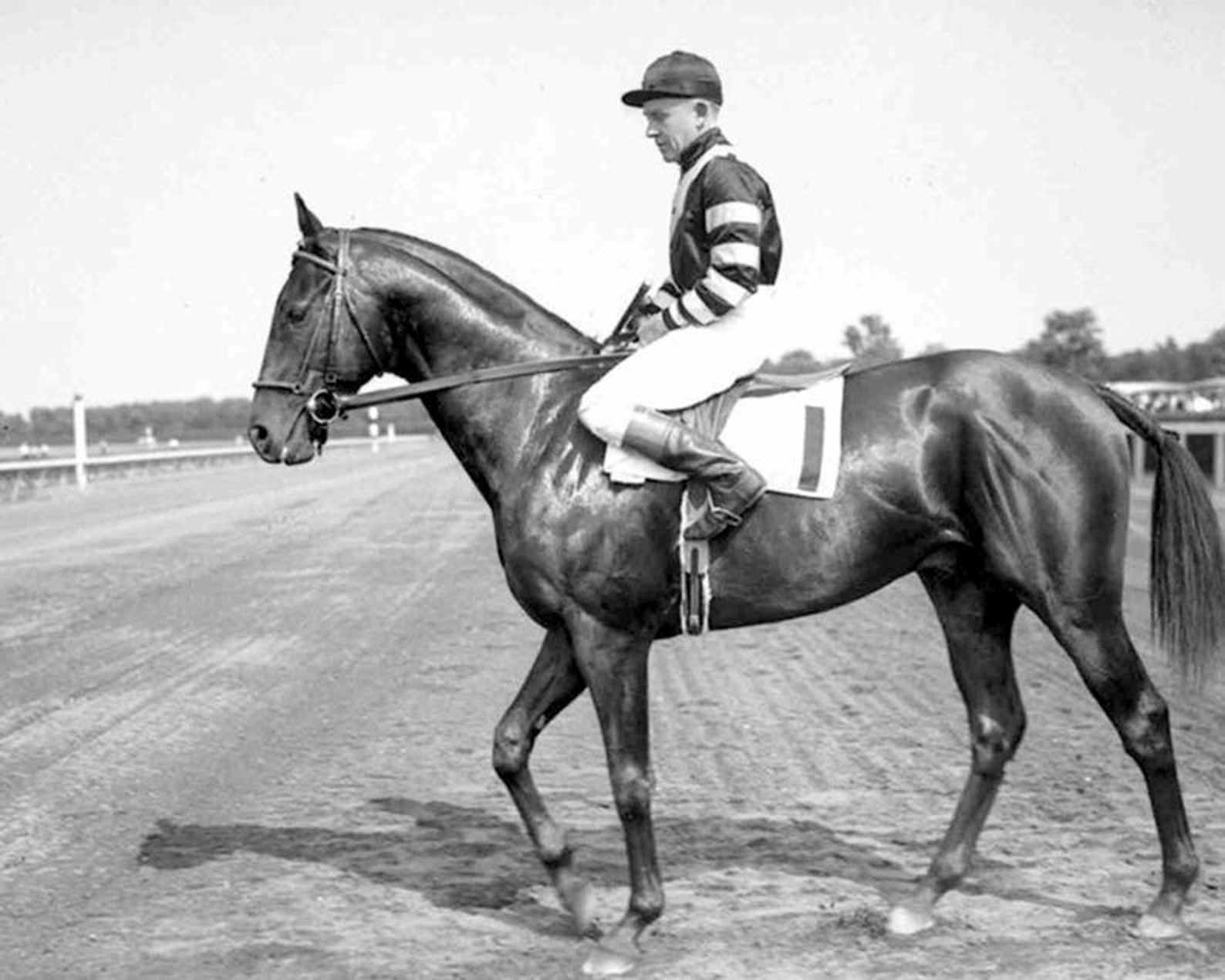 Про лошадь сухарь. Seabiscuit лошадь. сухарь конь. скакун сухарь. жеребец сухарь.