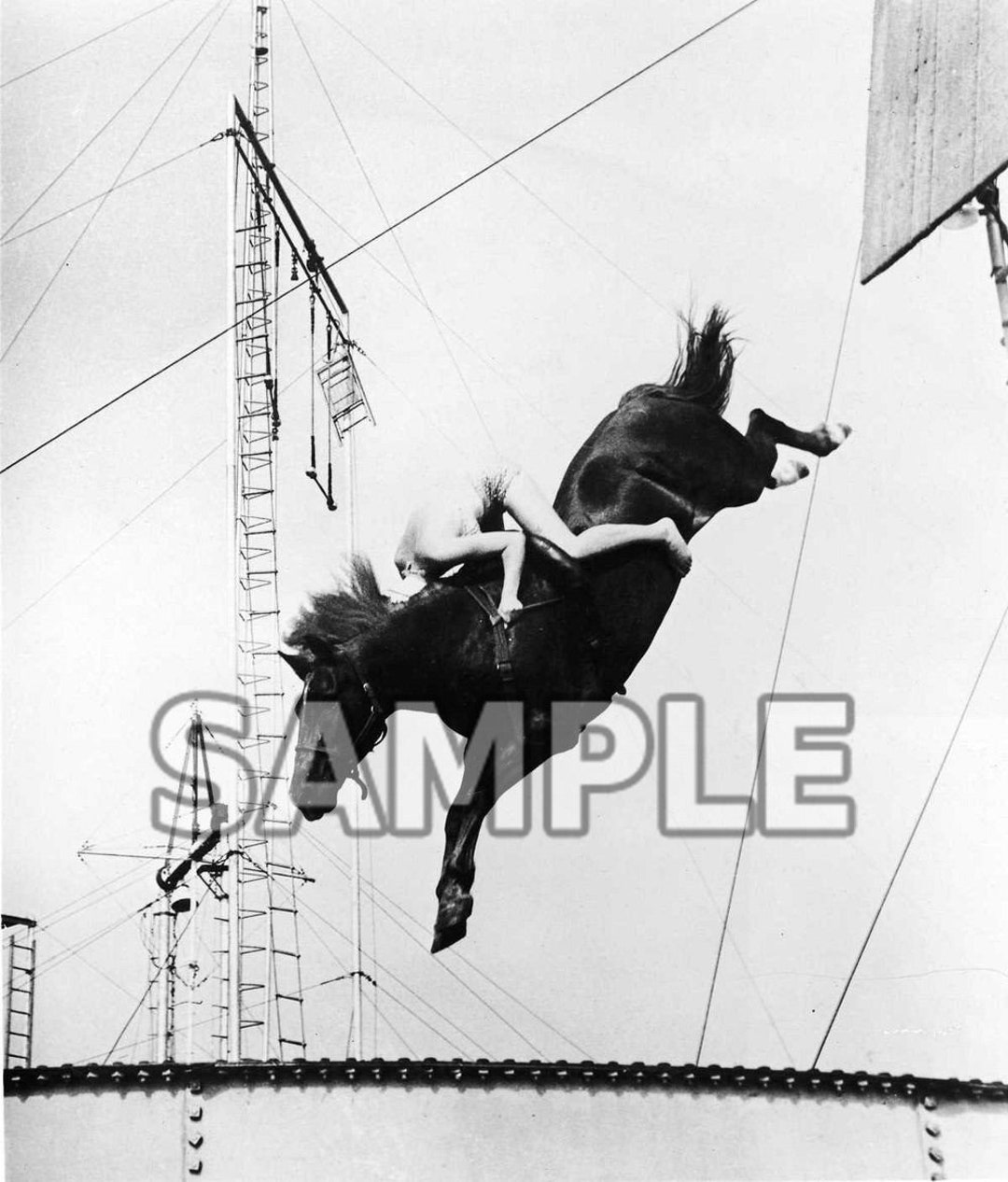 8x10 Photo Atlantic City NJ Diving Horse 6 Etsy