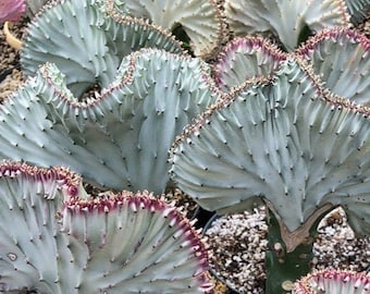 Coral Cactus, Euphorbia lactea 'Cristata"