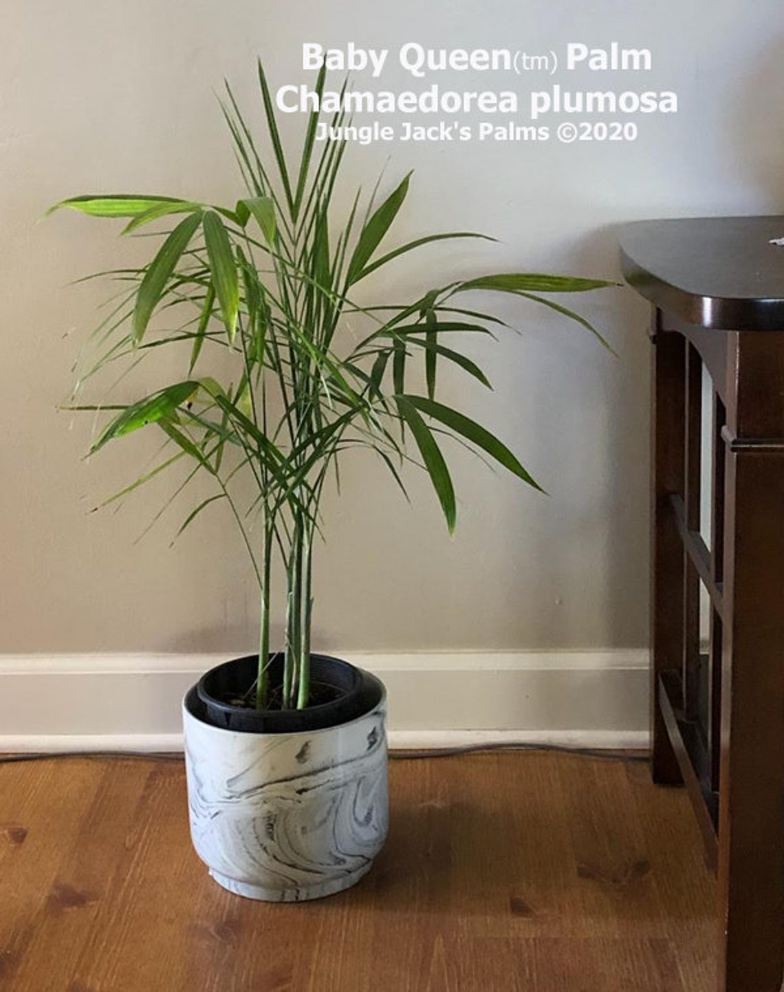 Baby Queen Palm Chamaedorea Plumosa in 1 Gal Pot Etsy