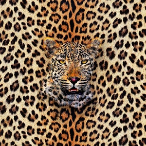 Buy Spoilt Rotten Pets Beige Cream Leopard Animal Print Design Cat Online  in India 