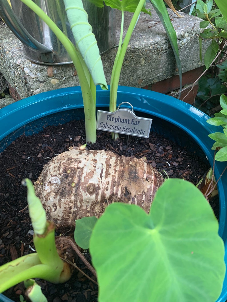 Custom Metal Plant Labels/markers Etsy