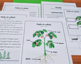 Todo sobre las plantas, Unidad de estudio para educación en el hogar, Plan de estudios de ciencias para preescolar, Unidad de plantas, Aprendizaje en el hogar, Unidad de la naturaleza