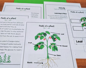 All about Plants Homeschool Unit Study Printable, Kindergarten Preschool Science Curriculum, Plants Unit Homeschool Learning, Nature Unit