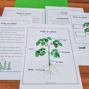 Studio stampato in casa Plants, programma di scienze per la scuola materna in età prescolare, unità Plants, apprendimento a casa, unità sulla natura