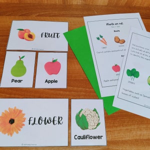 Plants parts we eat Mini Unit, Kindergarten Science Curriculum, Preschool Science, Plants Unit Study Homeschool Learning, Nature Unit