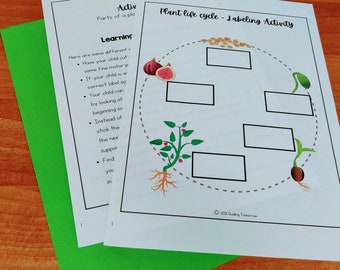 Plant Life Cycle Printable Worksheet, Kindergarten Science Curriculum, Preschool Science, Plants Unit Study Homeschool Learning, Nature Unit