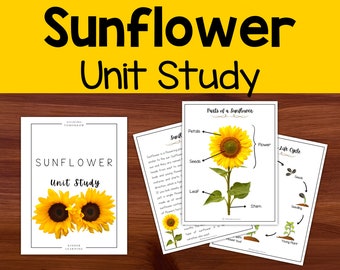 Sunflower Unit Study, Sunflower lifecycle, Parts of Sunflower, Kindergarten Homeschool Curriculum, Math, English, Science Lesson Plan