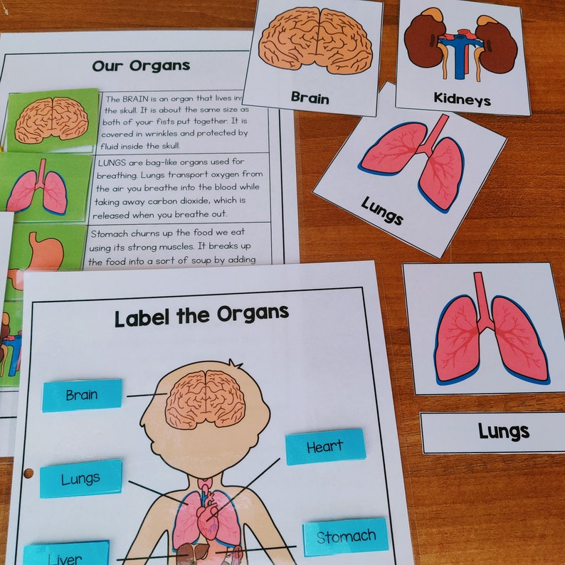 Puede incluir: Una hoja de trabajo educativa imprimible para que los ni&ntilde;os aprendan sobre los &oacute;rganos del cuerpo humano. La hoja de trabajo presenta una ilustraci&oacute;n de dibujos animados de una persona con etiquetas para el cerebro, los pulmones, el coraz&oacute;n, el h&iacute;gado y el est&oacute;mago. Tambi&eacute;n hay tarjetas separadas con ilustraciones del cerebro, los pulmones y los ri&ntilde;ones.