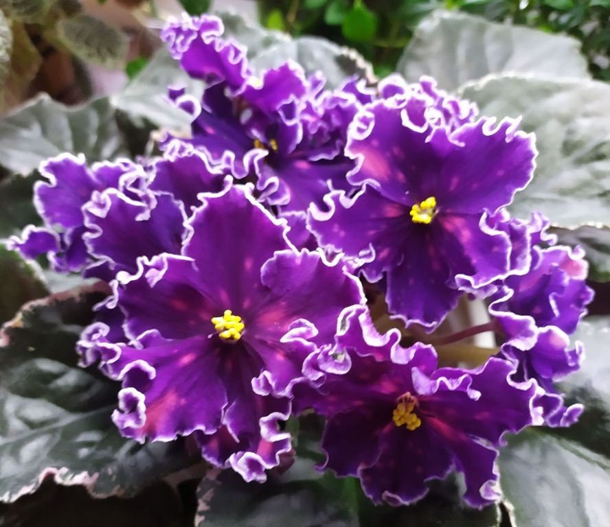 VAT-V Nebesah/in the Sky African Violet One Leaf Cutting - Etsy