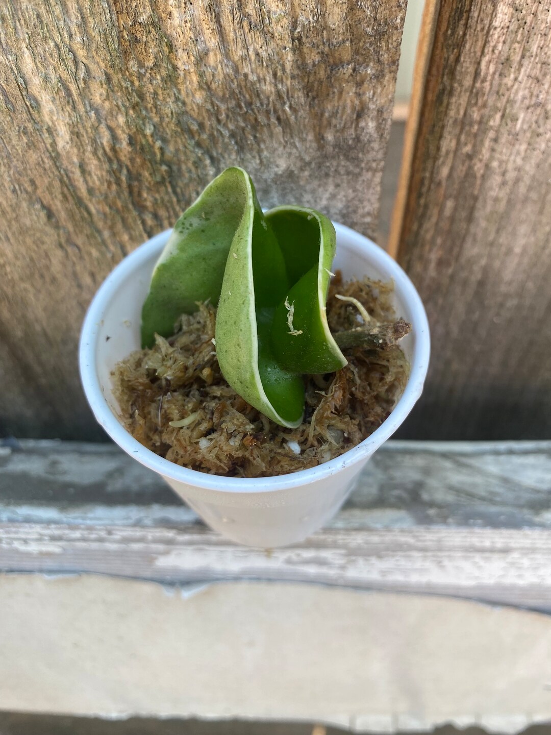 Hoya Variegated Rope/hindu Rope /rooted Cutting - Etsy