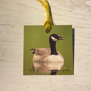 Canada goose cheap in italia