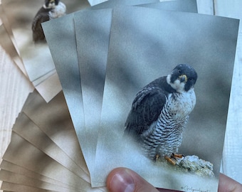 Peregrine Falcon Stickers - Bird of Prey A7 Paper Sticker Pack