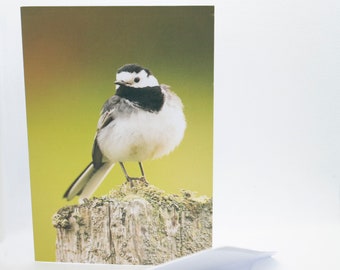 Pied Wagtail Greetings Card