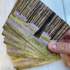 Bluebell Stickers - Wildflower A7 Paper Sticker Pack