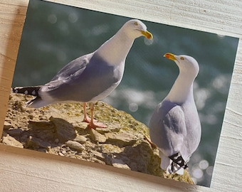 Herring Gull Greetings Card Seagull