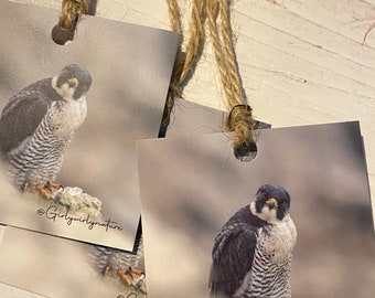 Peregrine FalkenAnhänger