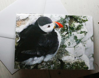 Puffin on Rock Greetings Card
