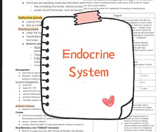 The Endocrine System