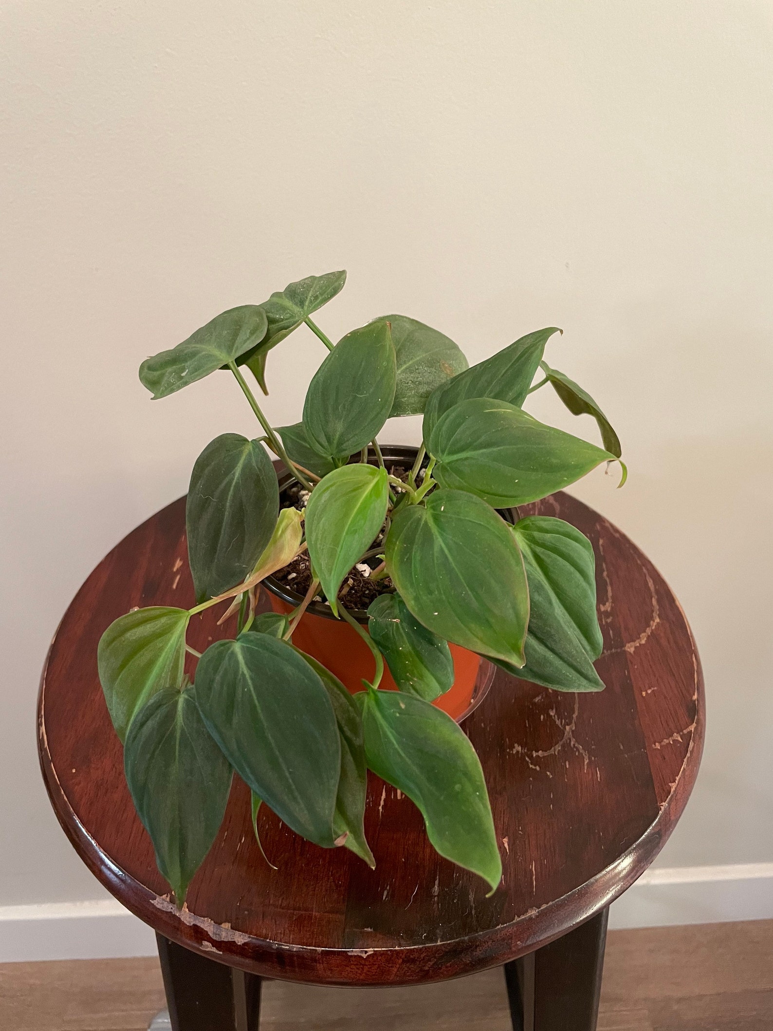 Philodendron Micans Philodendron hederaceum 4 inch pot Etsy