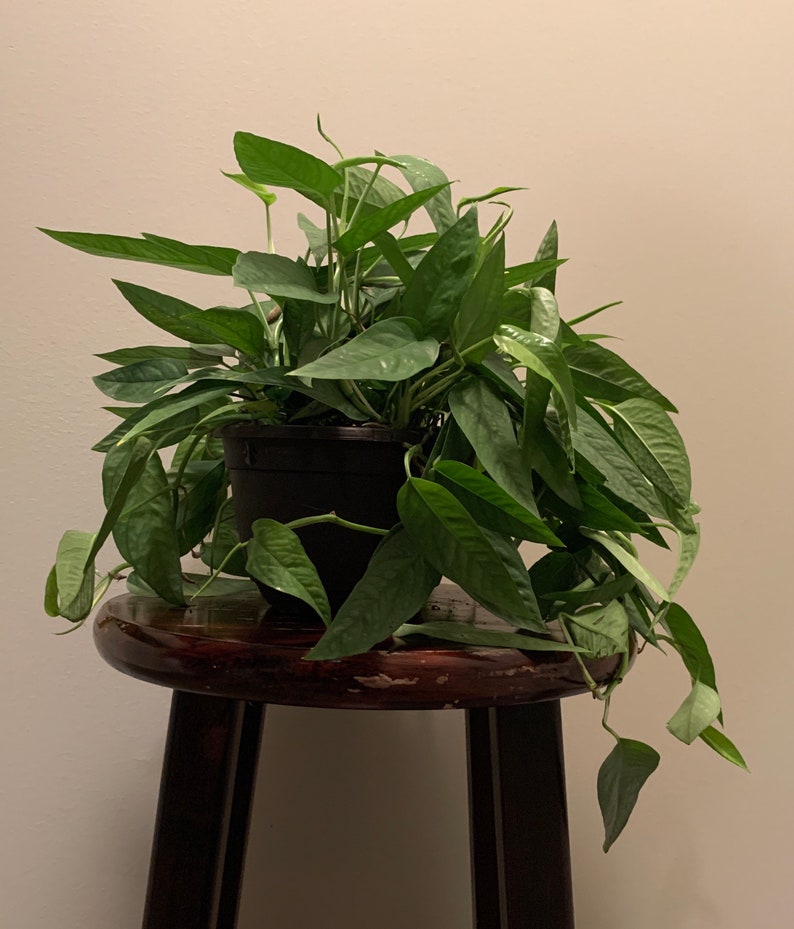 Cebu Blue Pothos Epipremnum aureum 4 potted plant Etsy