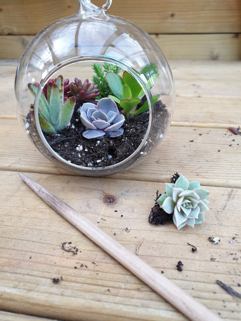 Succulent Glass Terrarium Kit Etsy