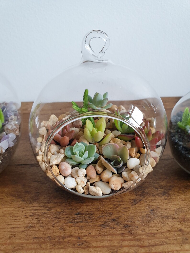 Succulent Glass Terrarium Kit Etsy