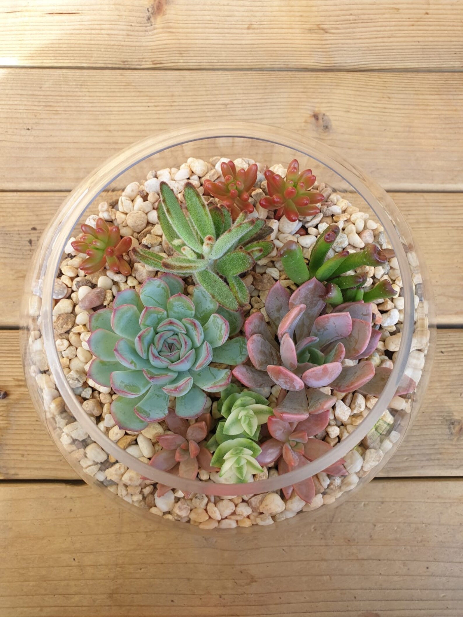 Succulent Filled Glass Bowl 18cm Kit Etsy