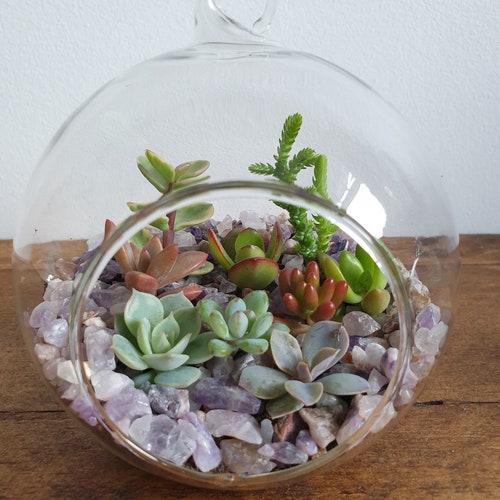 DIY Terrarium Air Plant Kit Hanging Terrarium Glass Terrarium Etsy UK