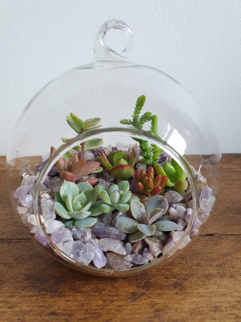 Succulent Plant Glass Terrarium Kit - 8cm, 10cm & 12cm diameter 