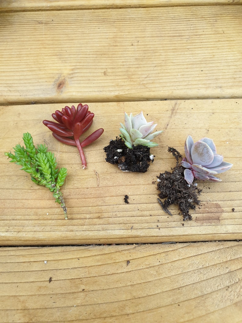 Succulent Glass Terrarium Kit Etsy