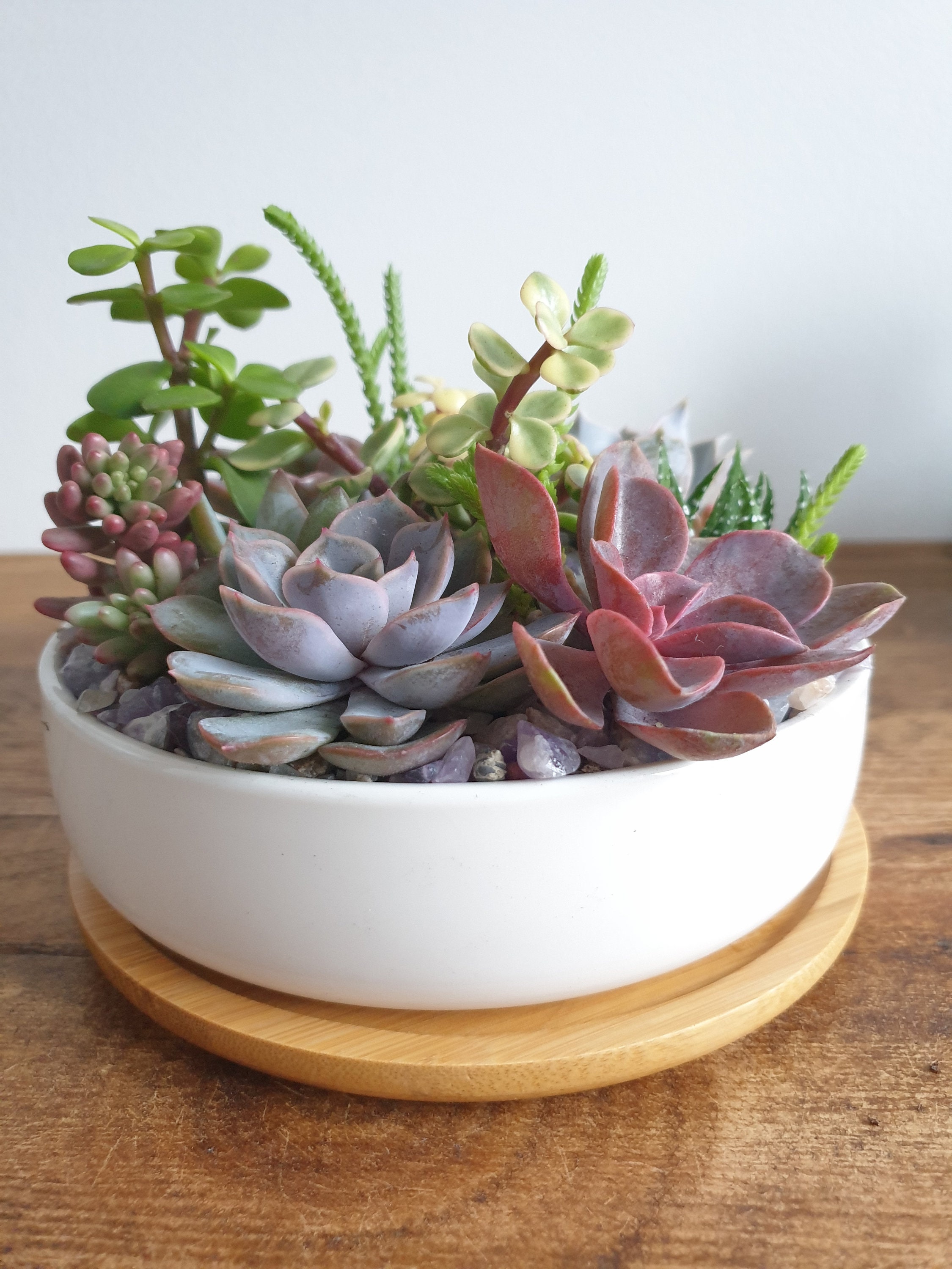 Succulent Planter Kit Ceramic Bowl Etsy UK