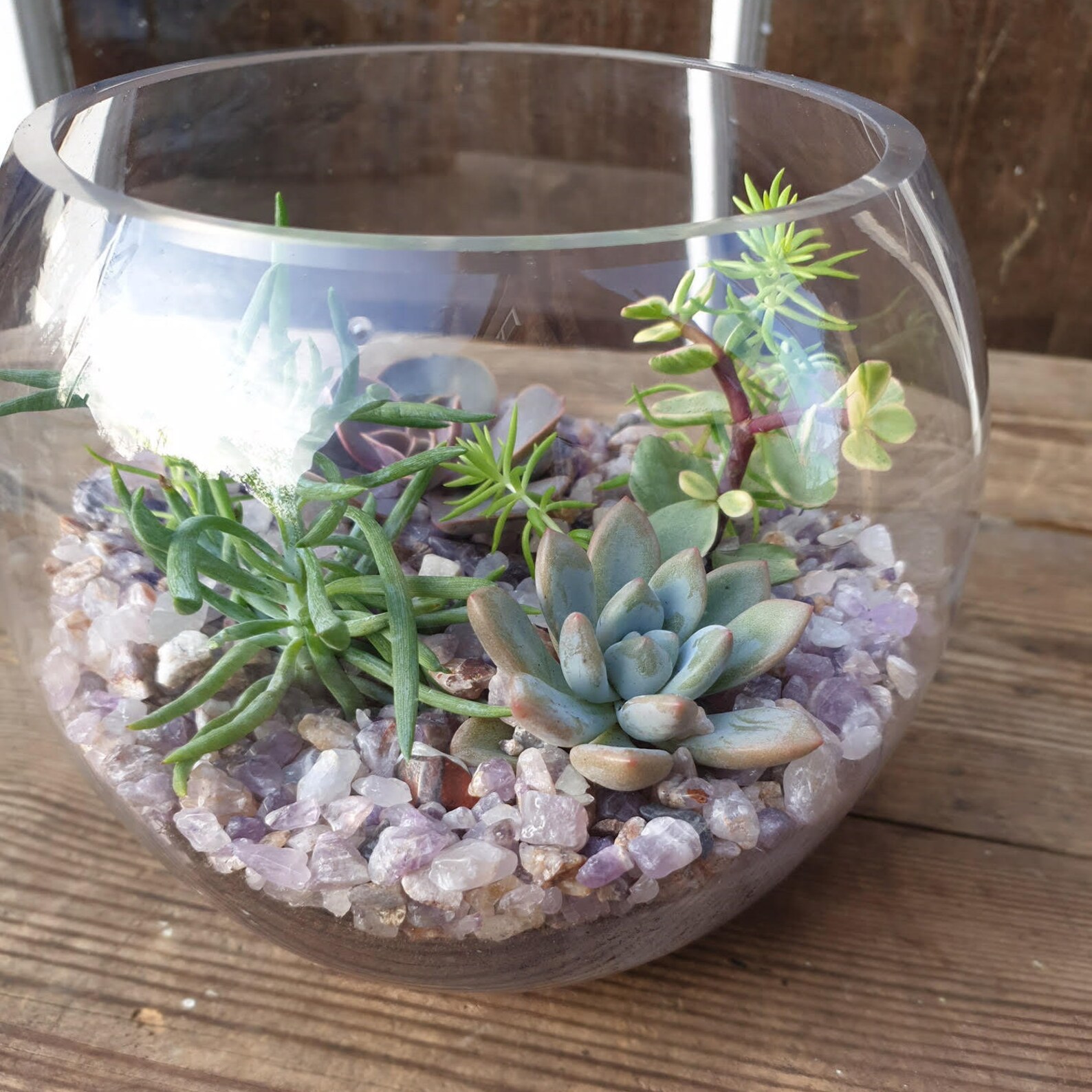 Succulent Filled Glass Bowl 18cm Kit Etsy