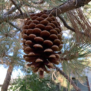 May include: A large, brown pine cone hangs from a tree branch with green needles. The cone is detailed with overlapping scales, and the background shows more tree branches and foliage.