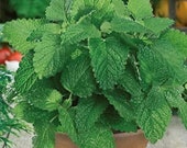 Rare Organic Melissa officinalis Seeds quot Lemon Cathedral quot Lemon Balm, Herb Seed.