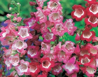 Penstemon Seeds Etsy