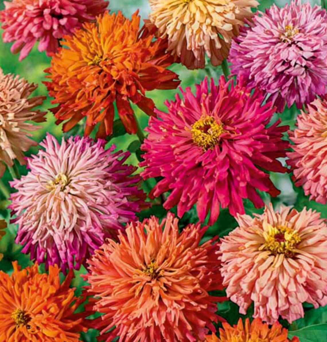 Rare Original Flower Seeds Zinnia Cactus Giant Mix Etsy