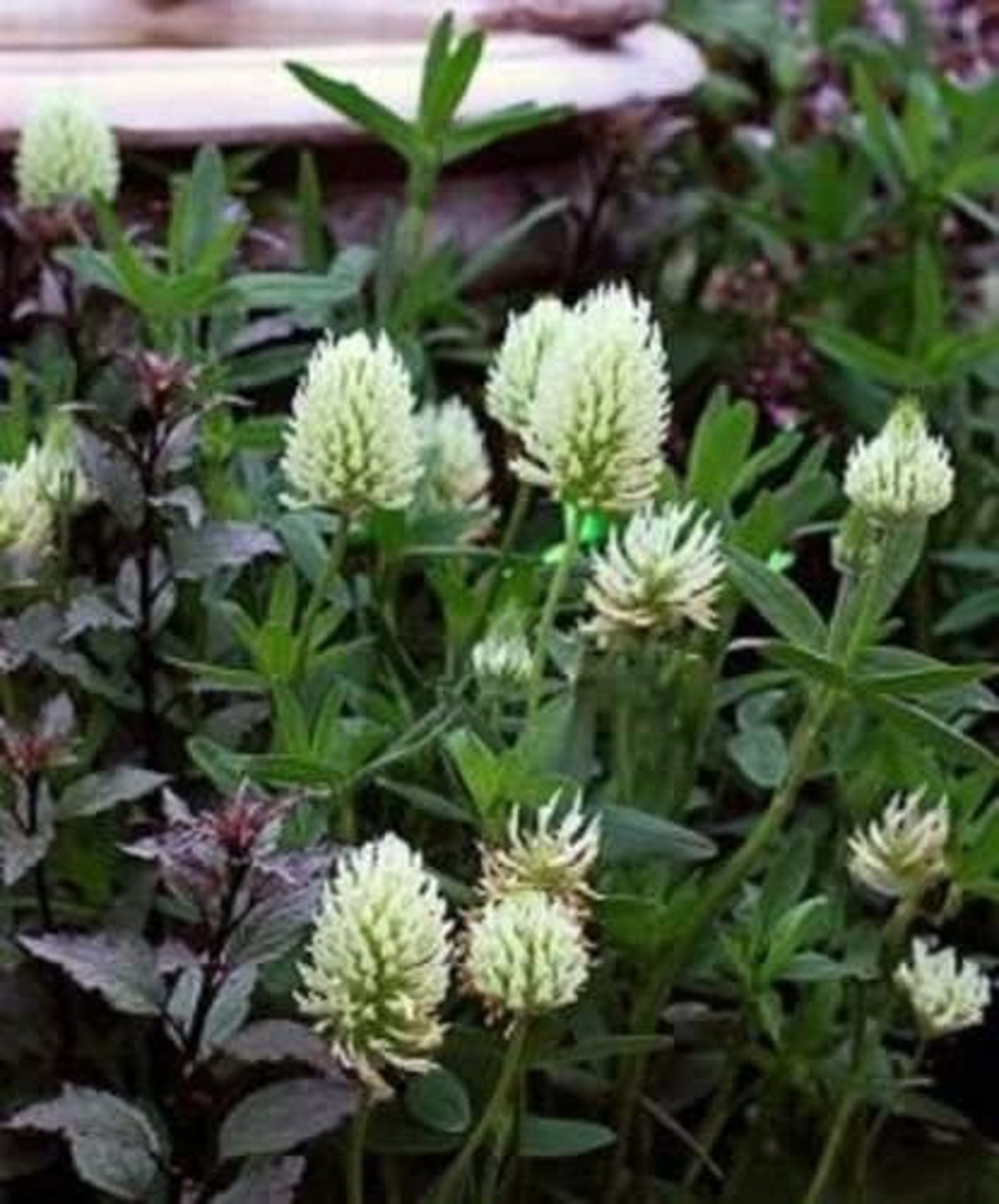 Trifolium ochroleucum