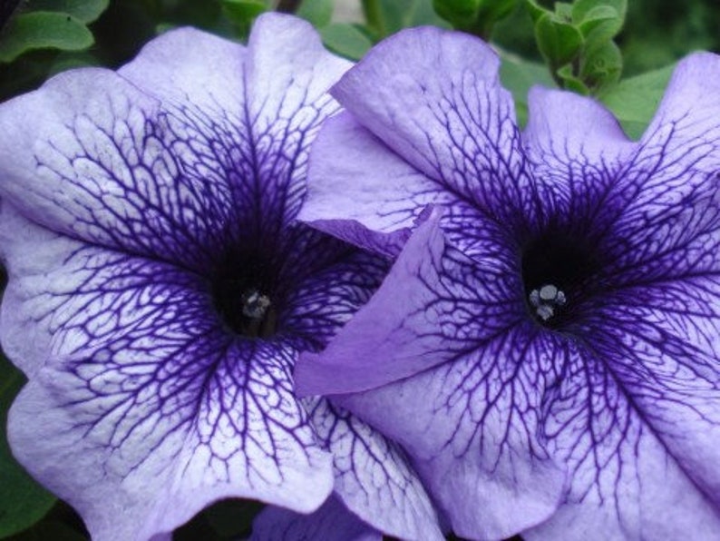 Rare Original Flower Seeds Petunia Daddy Blue F1 | Etsy