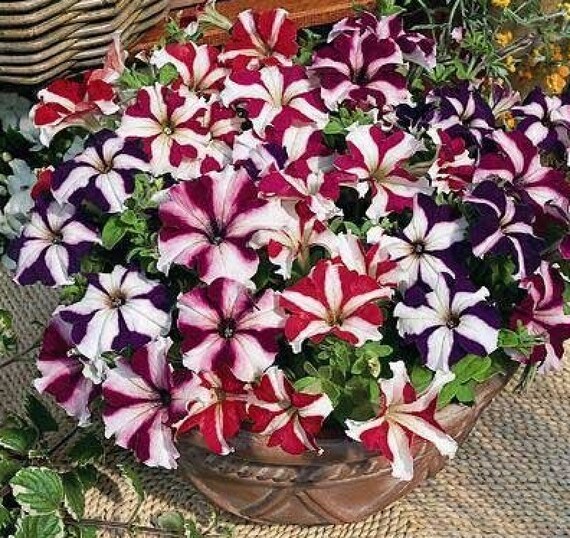 Semillas de Flores Orgánicas Petunia Shooting Stars F1 - Etsy España Semillas de Flores Orgánicas Petunia Shooting Stars F1 - Etsy España