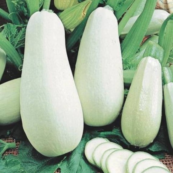 Rare Original Vegetable Squash White Seeds Etsy