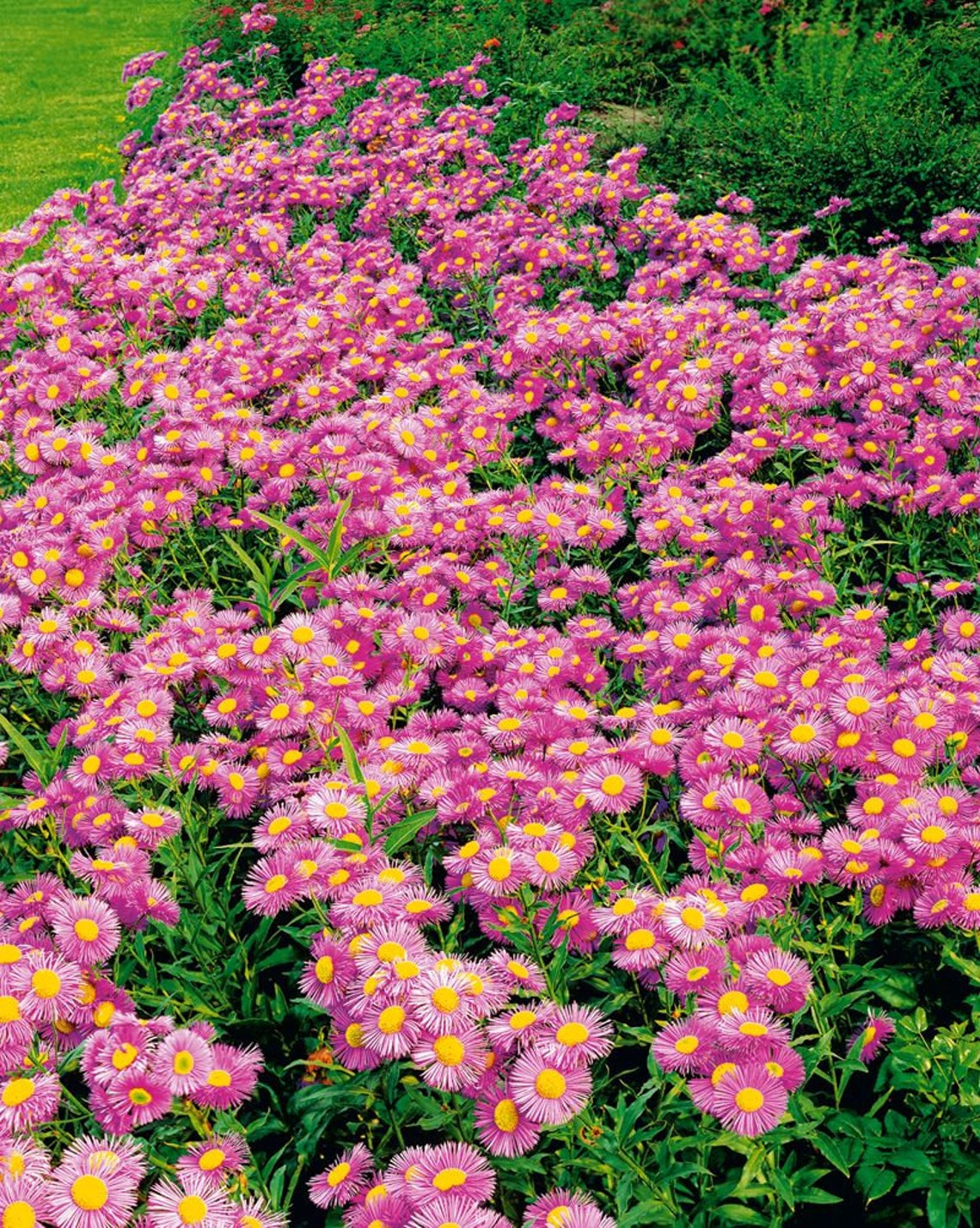 Rare Original Flower Seeds ''erigeron | Etsy