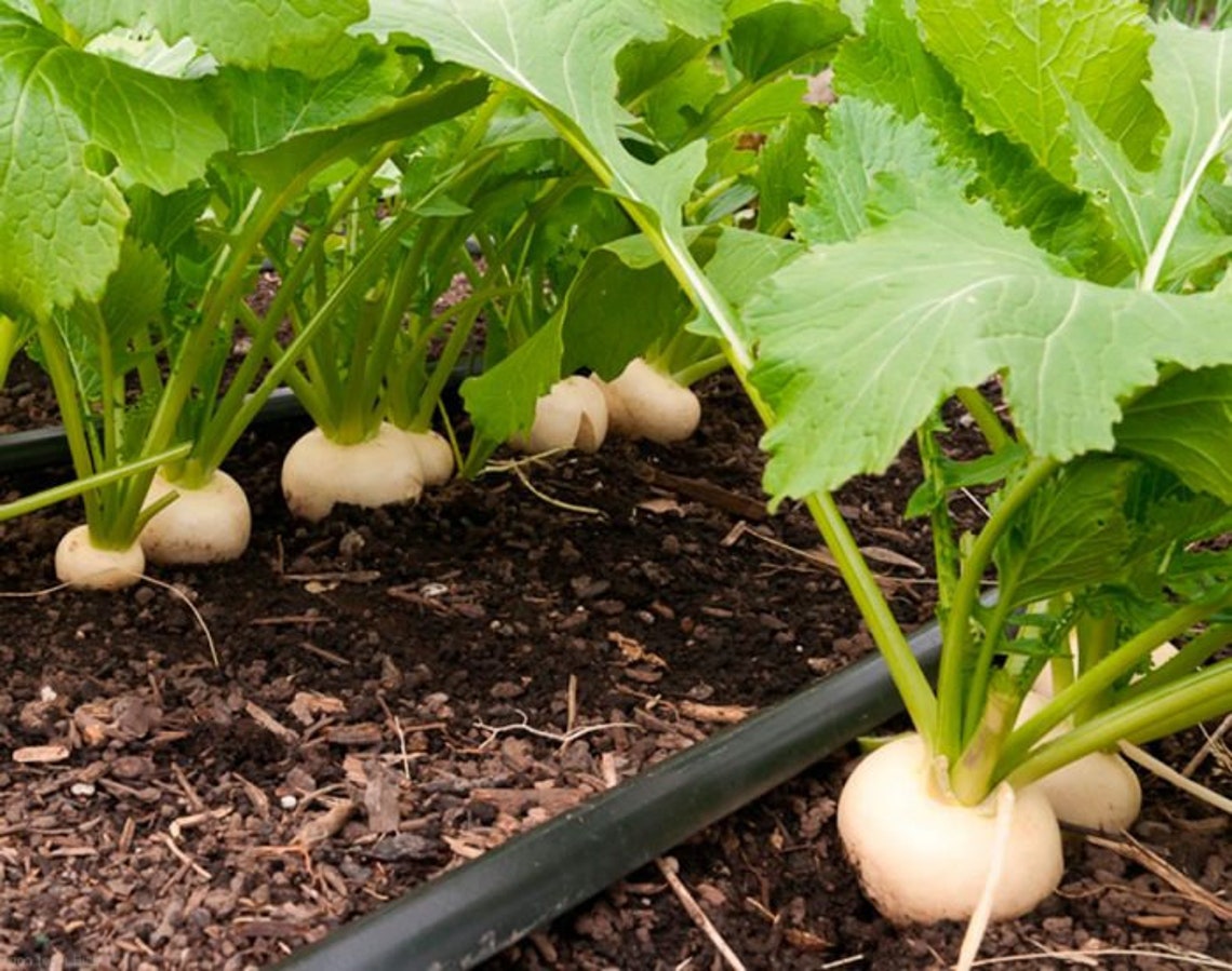 Rare Original Vegetable Seeds turnip seeds Etsy