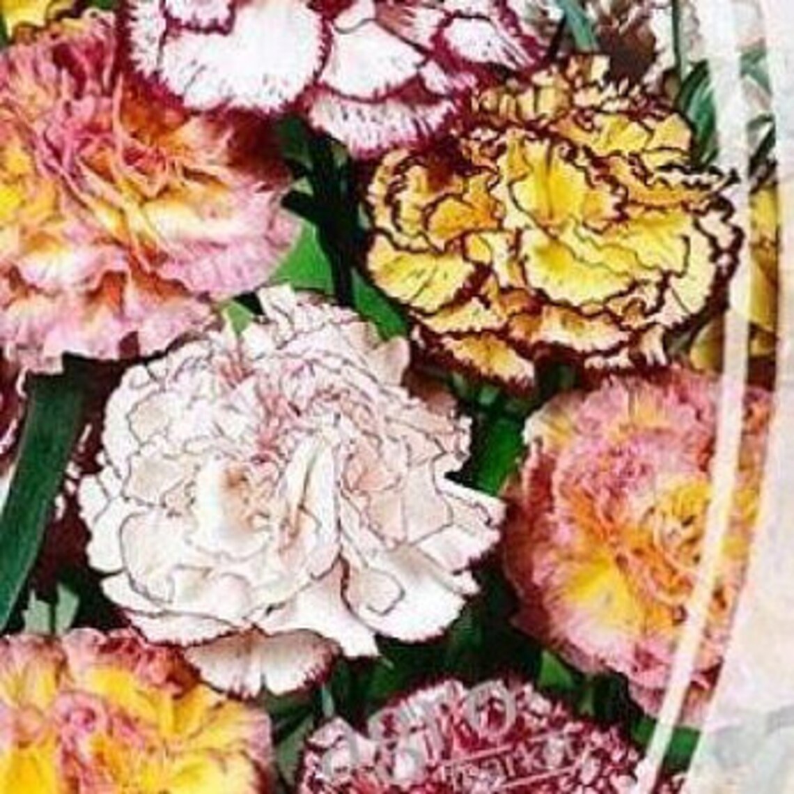 Rare Original Flower Seeds Carnation Garden striped Etsy