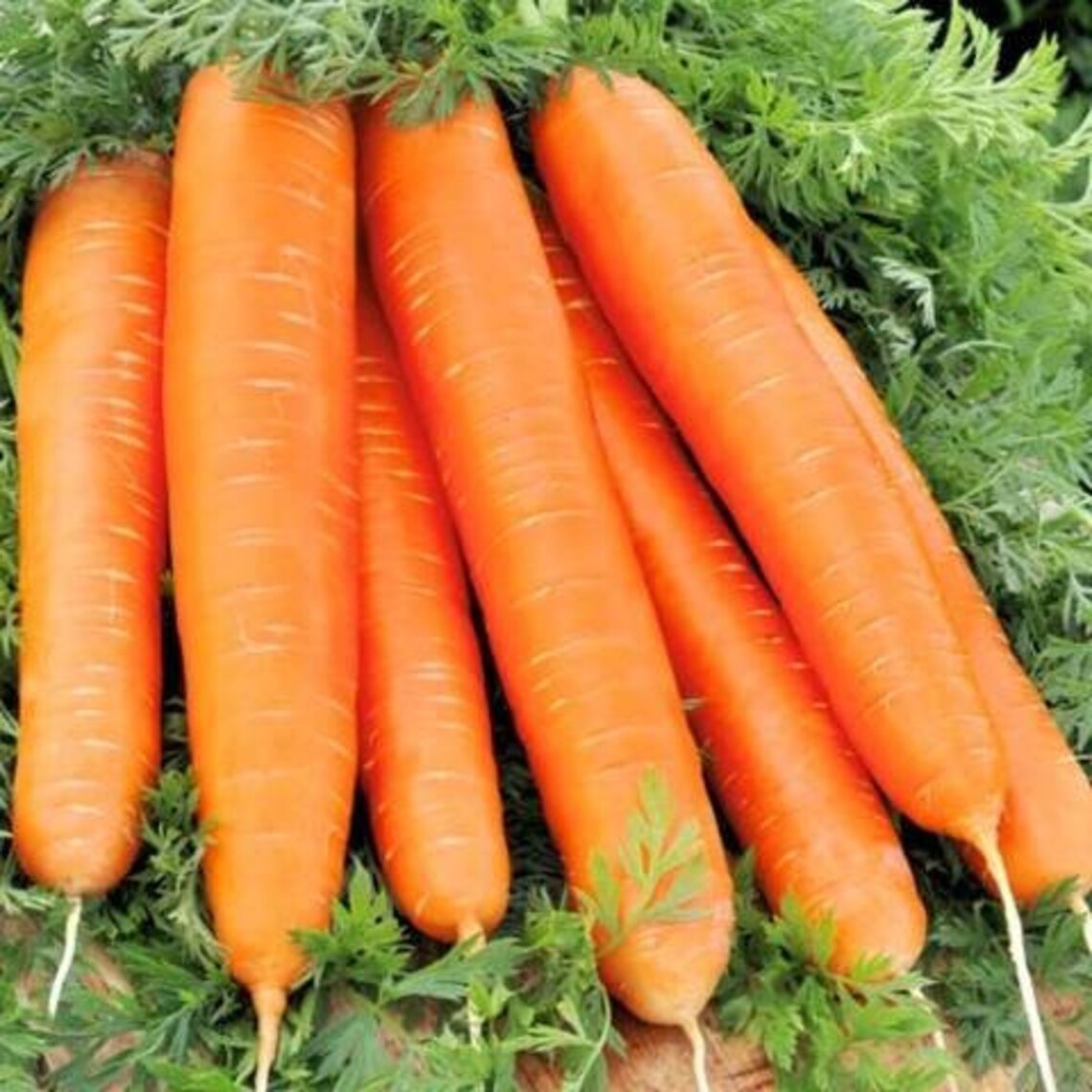 Rare Original Vegetable Seeds Carrot red Giant. Etsy UK