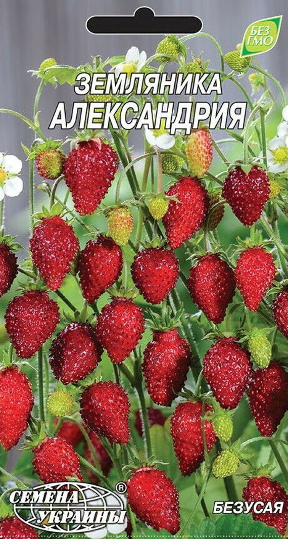 500pcs Seeds Mini Wild Strawberry Baron Duchesnea Green Natural Heirloom·Se Q0Z5 