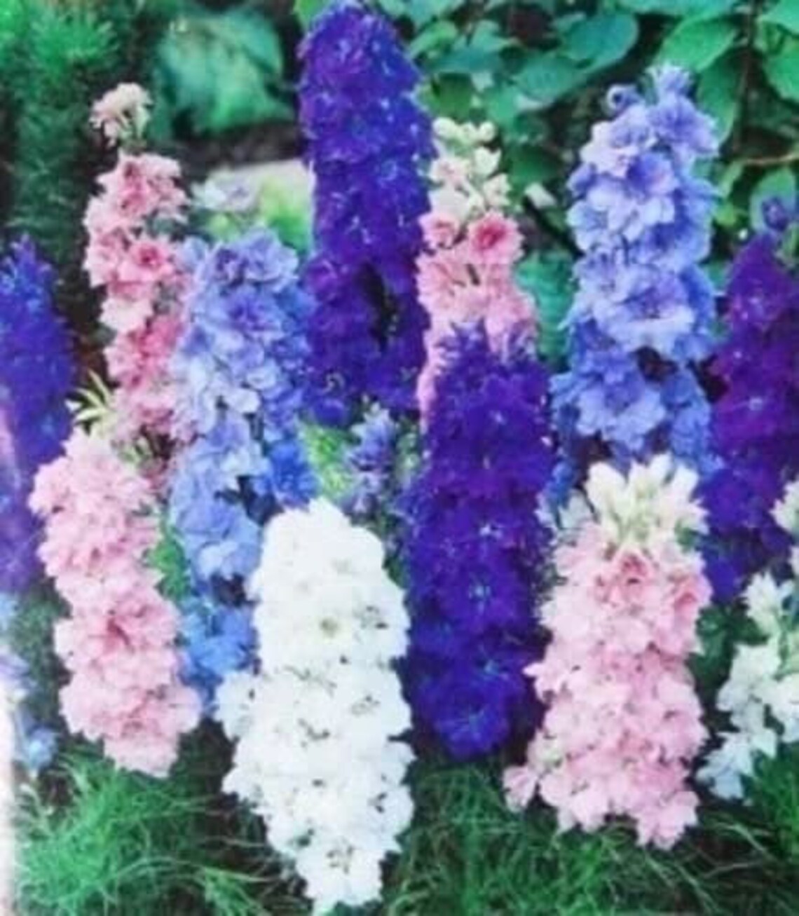 Flower Seeds Larkspur Perennial undersized Mix Etsy